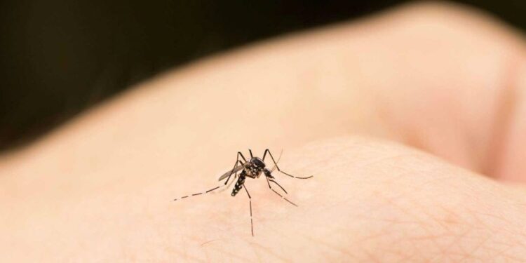 Este truco casero te ayudará contra los mosquitos y el calor en tu cuarto