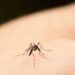 Este truco casero te ayudará contra los mosquitos y el calor en tu cuarto
