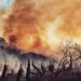 Registran incremento de incendios debido a las altas temperaturas