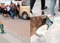 VIDEO: Perrita acompañó el cortejo fúnebre de su dueño con un ramo de flores