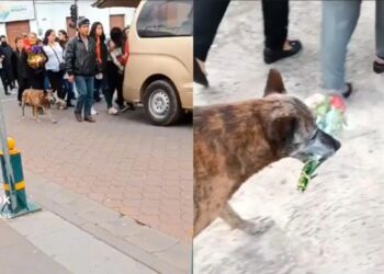 VIDEO: Perrita acompañó el cortejo fúnebre de su dueño con un ramo de flores