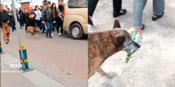 VIDEO: Perrita acompañó el cortejo fúnebre de su dueño con un ramo de flores