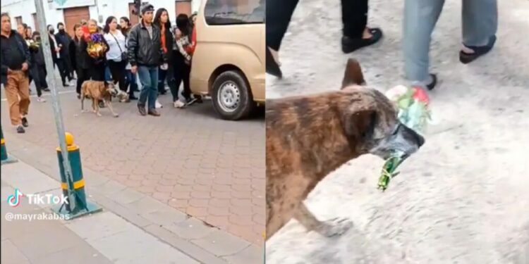 VIDEO: Perrita acompañó el cortejo fúnebre de su dueño con un ramo de flores