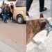 VIDEO: Perrita acompañó el cortejo fúnebre de su dueño con un ramo de flores