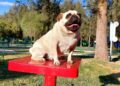 Parques Tangamanga albergarán festejos de Día del Padre