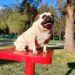 Parques Tangamanga albergarán festejos de Día del Padre
