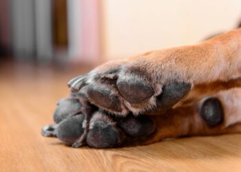 Terrible caso de zoofilia en Puebla; denuncian que menor atacó a una perrita