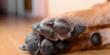 Terrible caso de zoofilia en Puebla; denuncian que menor atacó a una perrita