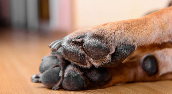 Terrible caso de zoofilia en Puebla; denuncian que menor atacó a una perrita