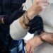 Arrestan a 3 jóvenes por robar y comerse a una mamá cisne en Nueva York