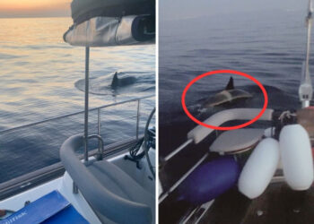 Gladis, la orca que enseña a otras ballenas a vengarse de los humanos en veleros