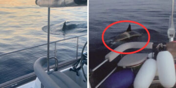 Gladis, la orca que enseña a otras ballenas a vengarse de los humanos en veleros