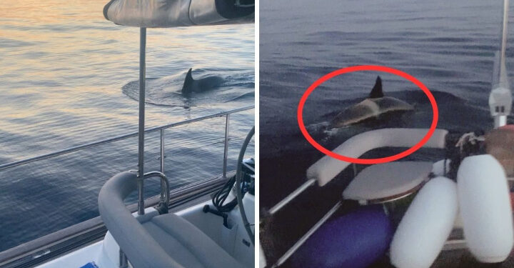 Gladis, la orca que enseña a otras ballenas a vengarse de los humanos en veleros
