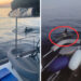 Gladis, la orca que enseña a otras ballenas a vengarse de los humanos en veleros