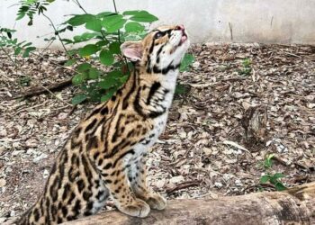 Huasteca Potosina, zona de riesgo para grandes felinos por caza para venta ilegal y comercio de pieles