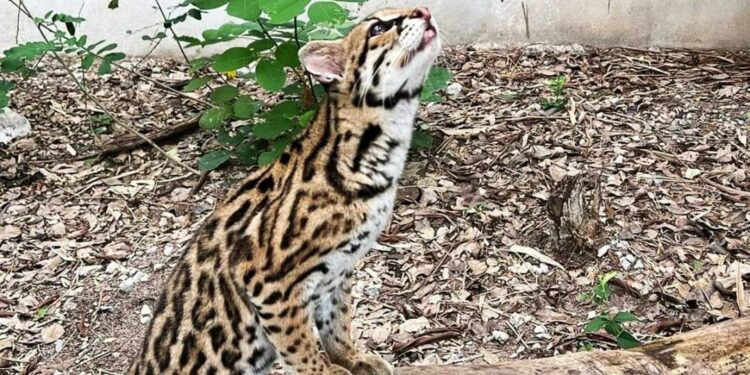 Huasteca Potosina, zona de riesgo para grandes felinos por caza para venta ilegal y comercio de pieles