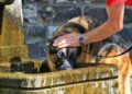 ¿Sabías que tu lomito también puede sufrir un golpe de calor? Cuídalo así de las altas temperaturas