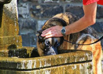 ¿Sabías que tu lomito también puede sufrir un golpe de calor? Cuídalo así de las altas temperaturas
