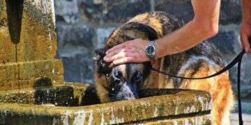 ¿Sabías que tu lomito también puede sufrir un golpe de calor? Cuídalo así de las altas temperaturas