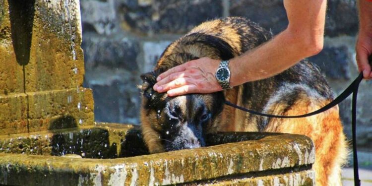 ¿Sabías que tu lomito también puede sufrir un golpe de calor? Cuídalo así de las altas temperaturas