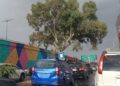 En dos años, 150 árboles urbanos han muerto en la capital de SLP por podas ilegales