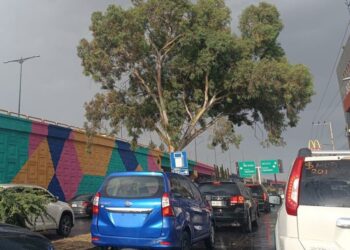 En dos años, 150 árboles urbanos han muerto en la capital de SLP por podas ilegales