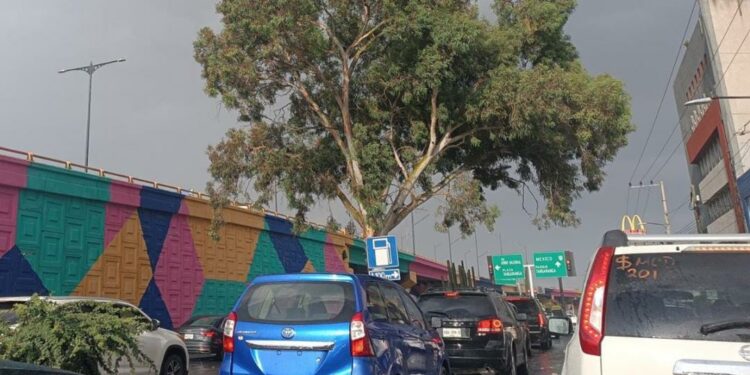 En dos años, 150 árboles urbanos han muerto en la capital de SLP por podas ilegales