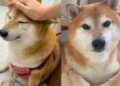 Cheems, el perrito de los memes, está muriendo de una terrible enfermedad