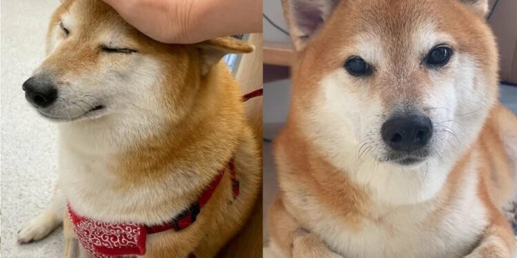 Cheems, el perrito de los memes, está muriendo de una terrible enfermedad