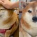 Cheems, el perrito de los memes, está muriendo de una terrible enfermedad