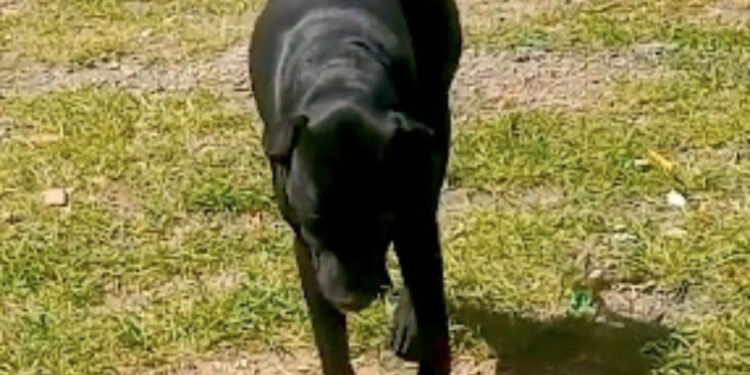 Acusan a niño de violar a dos perritas en Puebla; atribuyen a ‘cambios hormonales’