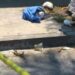 Perros devoran a recién nacido abandonado en la basura