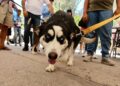 Inicia registro de mascotas en la capital de SLP