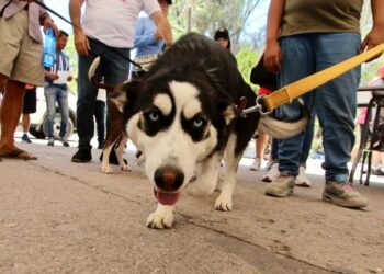 Inicia registro de mascotas en la capital de SLP