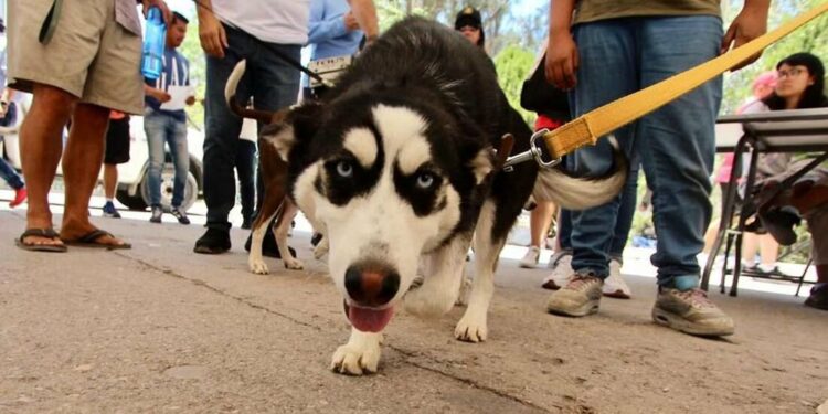 Inicia registro de mascotas en la capital de SLP