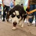 Inicia registro de mascotas en la capital de SLP