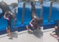 VIDEO: ¿La mató? León marino salta de alberca y aplasta a su cuidadora