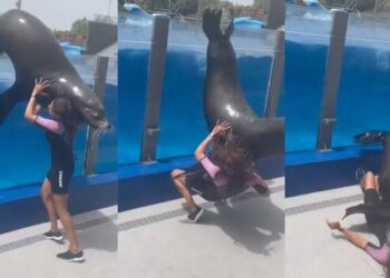 VIDEO: ¿La mató? León marino salta de alberca y aplasta a su cuidadora