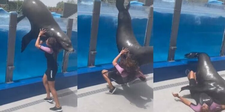 VIDEO: ¿La mató? León marino salta de alberca y aplasta a su cuidadora
