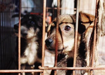 En junio, judicializan siete carpetas por maltrato animal