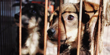 En junio, judicializan siete carpetas por maltrato animal