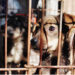 En junio, judicializan siete carpetas por maltrato animal