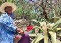 El pulque de Mexquitic de Carmona, elixir en peligro de extinción