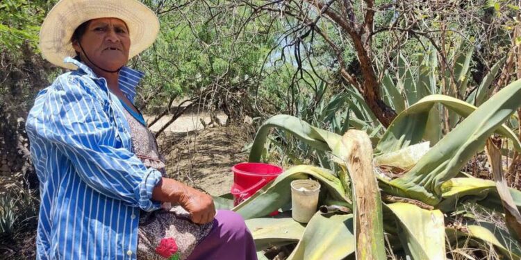 El pulque de Mexquitic de Carmona, elixir en peligro de extinción
