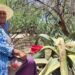 El pulque de Mexquitic de Carmona, elixir en peligro de extinción