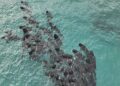 Mueren las 97 ballenas que quedaron varadas en una playa de Australia