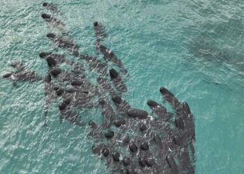 Mueren las 97 ballenas que quedaron varadas en una playa de Australia