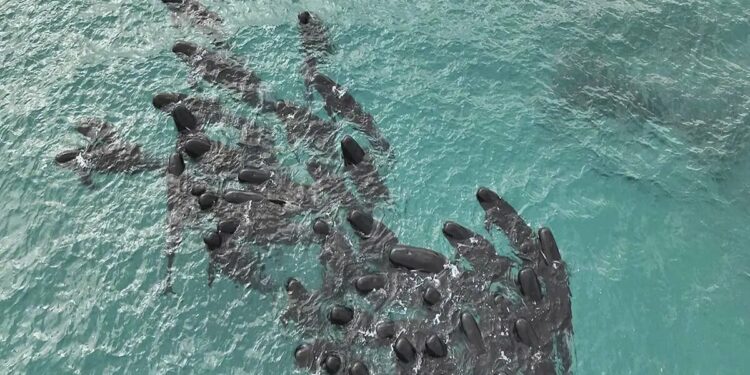 Mueren las 97 ballenas que quedaron varadas en una playa de Australia