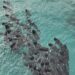 Mueren las 97 ballenas que quedaron varadas en una playa de Australia