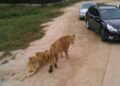 VIDEO: ¡Impactante! Mujer es atacada por tigre en safari de China